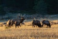 Large Bull Elk Bugling in the Meadow Royalty Free Stock Photo