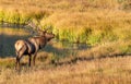 Bull Elk Bugling in a Mountain Meadow Royalty Free Stock Photo