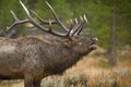 Large Bull Elk Bugling with an open mouth and exposed teeth all wet in the rain among Royalty Free Stock Photo