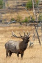 Large Bull Elk Bugling with an open mouth Royalty Free Stock Photo