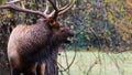 Large Bull Elk Bugling Over His Harem During the Autumn Rut Royalty Free Stock Photo