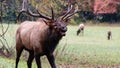 Large Bull Elk Bugling Over His Harem During the Autumn Rut Royalty Free Stock Photo