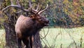Large Bull Elk Bugling Over His Harem During the Autumn Rut Royalty Free Stock Photo