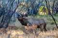 Large Bull Elk Bugling in the Trees