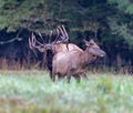 Large bull elk at Cataloochee approaches a female during fall rut