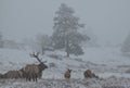 A Large Bull Elk Controlling its Harem on a Cold Cloudy Morning in Colorado Royalty Free Stock Photo