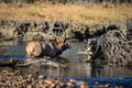 Large Bull Elk Crossing the Mountain Stream