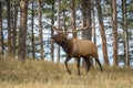 Large Bull Elk in the Forest Bugling Royalty Free Stock Photo