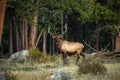 A Large Bull Elk at Forest Edge Royalty Free Stock Photo