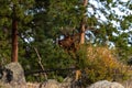 A Large Bull Elk at Forest Edge