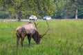 Large Bull Elk In The Great Smoky Mountains National Park Royalty Free Stock Photo