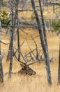 Large Bull Elk laying in and  in a field Royalty Free Stock Photo