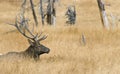 Large Bull Elk laying in and isolated in a field of late golden grasses and old scrub trees Royalty Free Stock Photo