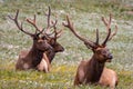 Large Bull Elk in Mountain Meadow Royalty Free Stock Photo