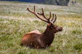 Large Bull Elk in Mountain Meadow Royalty Free Stock Photo