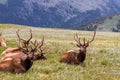 Large Bull Elk in Mountain Meadow Royalty Free Stock Photo