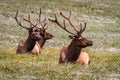 Large Bull Elk in Mountain Meadow Royalty Free Stock Photo