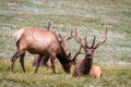 Large Bull Elk in Mountain Meadow Royalty Free Stock Photo