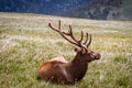 Large Bull Elk in Mountain Meadow Royalty Free Stock Photo