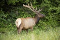 Large bull elk nibbling on tree branches at the end of a field Royalty Free Stock Photo