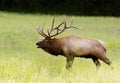 Large bull elk ready for battle. Royalty Free Stock Photo