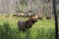 Large Bull Elk, Rocky Mountain National Park Royalty Free Stock Photo