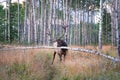 Large Bull Elk Rubbing Antlers Against Aspen Trees