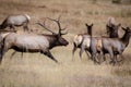 Large bull elk running his herd of cows in the tall grass Royalty Free Stock Photo