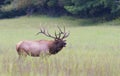 Large bull elk sounding a bugle. Royalty Free Stock Photo