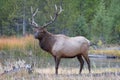 A large bull Elk standing by the Madison River in Yellowstone National Park Royalty Free Stock Photo