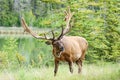 A large bull elk in summer with antlers covered in velvet