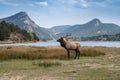 Large bull elk wanders around Lake Estes Park in Colorado during the fall rut