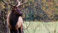 Large Bull Elk Watching Over His Harem During the Autumn Rut Royalty Free Stock Photo