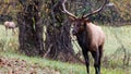 Large Bull Elk Watching Over His Harem During the Autumn Rut Royalty Free Stock Photo