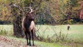 Large Bull Elk Watching Over His Harem During the Autumn Rut Royalty Free Stock Photo