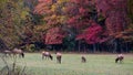 Large Bull Elk Watching Over His Harem During the Autumn Rut Royalty Free Stock Photo