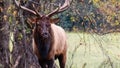 Large Bull Elk Watching Over His Harem During the Autumn Rut Royalty Free Stock Photo