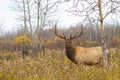 Large bull elk in a weed field on an overcast fall