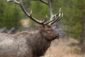 Large Bull Elk with wet fur from the falling rain Royalty Free Stock Photo