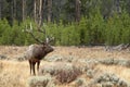 Large Bull Elk with wet fur Royalty Free Stock Photo