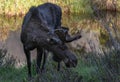 A Large Bull Moose Browsing Foliage Royalty Free Stock Photo