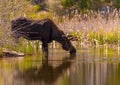 A Large Bull Moose Drinking from a Lake Royalty Free Stock Photo