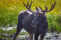 Large Bull Moose Drinking Out of a Lake With Water Dripping From Chin Royalty Free Stock Photo