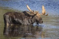 Large Bull Moose Foraging at the Edge of a Lake in Autumn