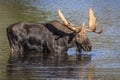 Large Bull Moose Foraging at the Edge of a Lake in Autumn Royalty Free Stock Photo