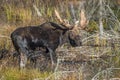 Large Bull Moose Foraging at the Edge of a Lake in Autumn Royalty Free Stock Photo