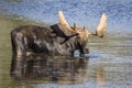 Large Bull Moose Foraging at the Edge of a Lake in Autumn