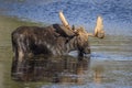 Large Bull Moose Foraging at the Edge of a Lake in Autumn