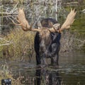 Large Bull Moose Foraging at the Edge of a Lake in Autumn Royalty Free Stock Photo