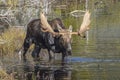 Large Bull Moose Foraging at the Edge of a Lake in Autumn Royalty Free Stock Photo